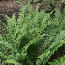 Image result for Dryopteris manniana