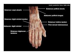 Check spelling or type a new query. Deltoid Pectoralis Major Biceps Brachii Brachialis Latissimus Dorsi Ppt Video Online Download