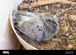 Baby Pigeon High Resolution Stock Photography And Images Alamy