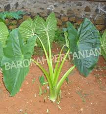 10 batang lompong (potong dengan panjang 3 cm) bumbu: Jual Sayur Lompong Daun Talas Organik Segar Di Lapak Suneo Bukalapak