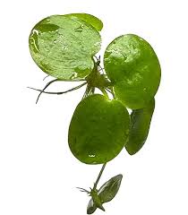 Image result for Limnobium laevigatum