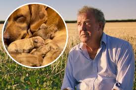 Jeremy Clarkson's heartbreaking update as puppy found dead | Oxford Mail
