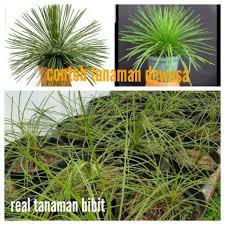 Pihak kami menyediakan berbagai jenis bibit buah, pohon , dan tanaman hias berkualitas tinggi namun harga nya yang murah. Bibit Tanaman Agave Geminiflora Tanaman Bunga Unik Tanaman Langka Bibit Tanaman Hias Murah Sukulen Shopee Indonesia