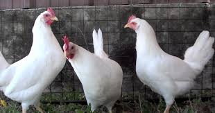 White Leghorn Breed Classification Chart White Leghorn