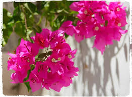 This amazing colorful vine is grown extensively as a landscaping shrub and potted plant throughout much of the tropics and the warm temperate and subtropics throughout the world. 20 Jenis Jenis Tanaman Hias Batang Lengkap Gambarnya Tukang Taman Surabaya Jasa Taman Surabaya