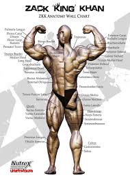 Bodybuilding Anatomie Nick Evans Pdf Converter