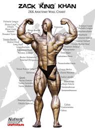 bodybuilding anatomie nick evans pdf converter