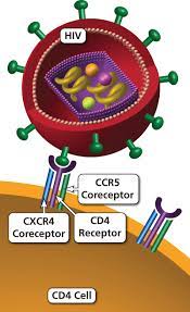 Background ccr5 is the major coreceptor for human immunodeficiency virus (hiv). Ccr5 Nih