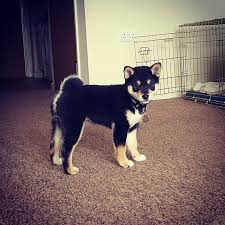 Black And Tan Shiba Inu Chihuahua Mix One Beautiful 10 Week Old Shiba Inu Puppy Everyone Meet Havana Havanashiba Catherinepye Dog Puppy Shibapuppie Shiba Inu Black Shiba Inu Shiba Inu Puppy