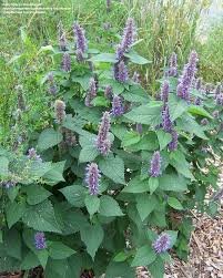 Food perennials such as potatoes and fruit trees are best planted in the fall so that their roots can flourish before the spring. Summer Blooming Perennials For The Southeast Texas Gulf Coast