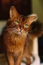 Sie sind der absolute favorit von mir und meiner frau. Somali Katzen Birgittas Private Homepage
