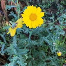 Image result for Glebionis