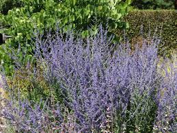 Find help and information on perovskia 'blue spire' russian sage atriplicifolia hybrida, including varieties and pruning advice. Blauraute Little Spire Perovskia Atriplicifolia Little Spire Baumschule Horstmann
