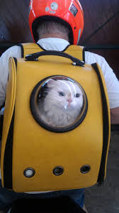 Kopek Kedi Seffaf Nefes Alinabilir Kapakli Pet Astronot Kapsul Sirt Cantasi Tasiyici Kutu Resimler Kedi Aksesuarlari Resimler Alisveris Yapmak Turkiye