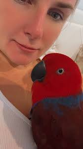 Looking severe macaws I'd any available? Pairs if possible