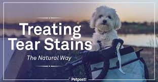 Add white vinegar to the bichon's drinking water. Coconut Oil For Dog Tear Stains How To Clean Dogs Eyes Petpost Petpost