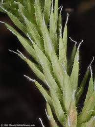Image result for Selaginella molliceps