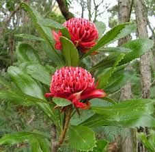 Waratah Red Telopea Australian Native Flowers Unusual Flowers Landscaping With Rocks