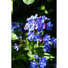 Image result for Anchusa capensis
