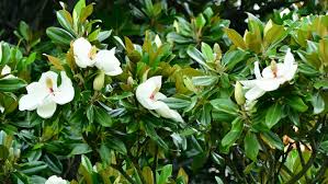 Image result for Magnolia