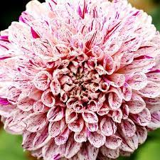Dahlia Japanese Dancer Flora Flowers Bloom Blossom Pretty Flowers