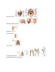 Respiratory system review sheet 36 283 upper and lower respiratory system structures 1. Learning Goal To Learn The Various Types Of Synarthroses And Amphiarthroses Course Hero