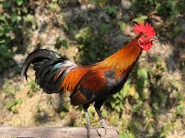 Look through examples of ayam jantan translation in sentences, listen to pronunciation and learn grammar. Lenggong Tv Jadi Lah Seperti Ayam Jantan Facebook