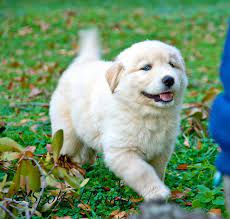 Goberian Puppy Puppies Cute Puppies Cute Animals