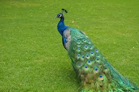 They can include colors of black, green, blue the main body of the peacock is bluish green in color. Peacock Green Turkey Free Photo On Pixabay