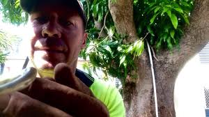 How to identify a legless lizard...