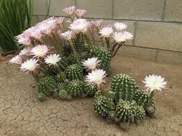 The easter lily cactus echinopsis oxygona is, extremely resistant to cultivation and easily reproduced by offshoots. 1233 Echinopsis Oxygona Easter Lily Cactus Grow And Care Evergreen Easter Lily Cactus Youtube