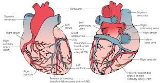 View an illustration of coronary bypass (link opens in new window). Pin On Dat Body