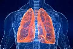 Check spelling or type a new query. Sistemul Respirator Si Alimentatia