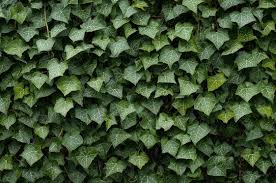 Image result for Araliaceae