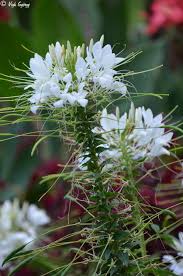 Image result for Cleome spinosa