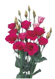 Image result for eustoma flamenco