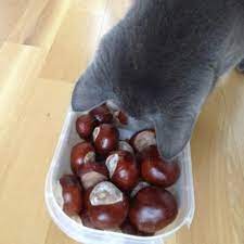 Dann malt ihr die augen und nase mit dem filzstift auf und habt einen süßen igel! Locher In Kastanien Bohren Frag Mutti Forum