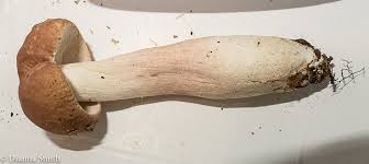 Image result for Boletus separans