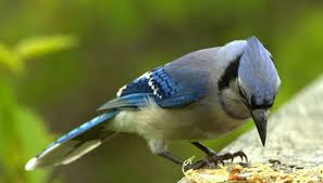 What Are The Stages Of Life For A Baby Blue Jay Animals