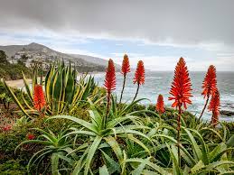 Our shop serves the following areas in california: 7 Best Laguna Beach Engagement Photo Locations A Frame Forward