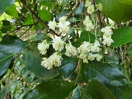 Image result for Tetracera alnifolia
