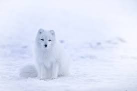 350 Arctic Fox Pictures Download Free Images On Unsplash