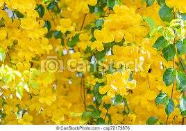 When choosing a vine, consider size it produces large, exotic yellow flowers from late summer to fall, when most vines have petered out. Beautiful Yellow Flowers With Green Leaves Background Cat S Claw Catclaw Vine Cat S Claw Creeper Plants Canstock