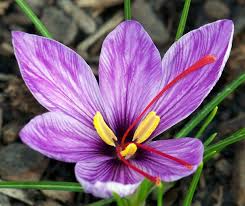 Saffron Crocus Crocus Flower Expensive Flowers Saffron Flower