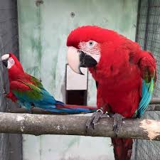 Fertile Bird Eggs For Sale Australia We Are Licensed Breeders Of A Wide Variety Of Macaw Parrots Cockatoos Grey Parrots Amazon Parrots Ostriches Emu Etc We