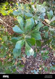 Image result for Searsia lucida