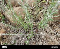 Image result for Athrixia phylicoides