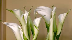 A dozen long stem white roses bouquet at send flowers! Long Stems In A Bouquet Stock Footage Video 100 Royalty Free 15326764 Shutterstock