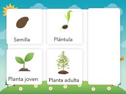 Juegos para niños en español de #roblox gratis | parque de diversiones parte 1 #maxituber. Ciclo De Vida De Las Plantas Juegos Online Gratis Para Ninos En Primero De Primaria Por Andrea Barbosa