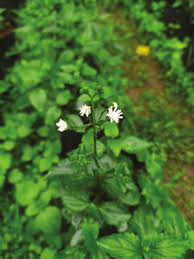 Image result for Adenostemma mauritianum